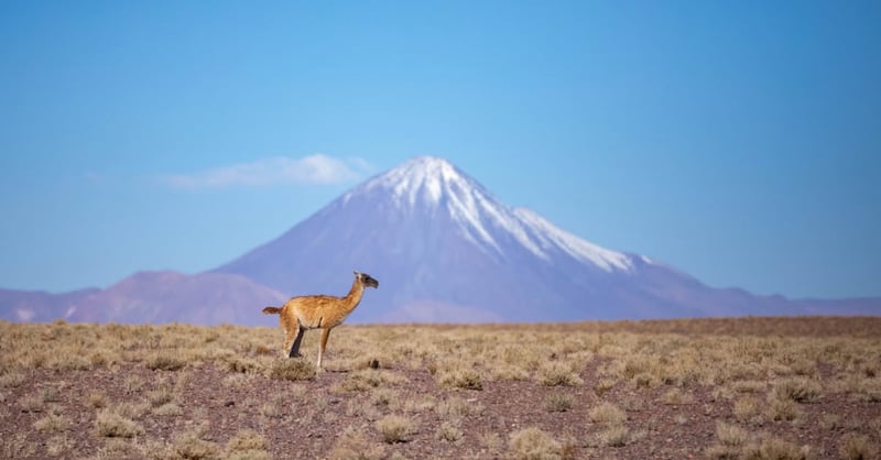 Guanacos in the high puna grasslands of the Atacama