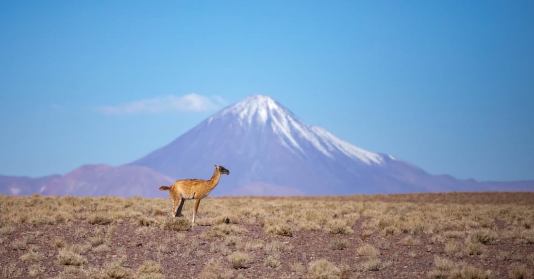 Guanacos in the high puna grasslands of the Atacama