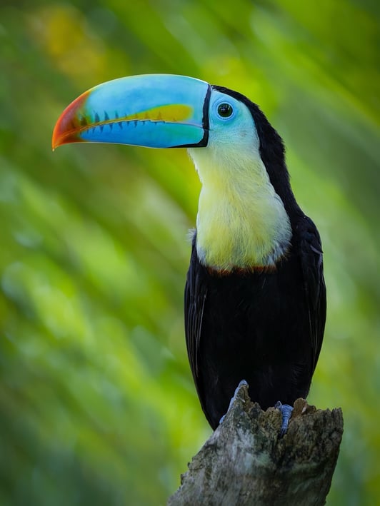 Chestnut-mandibled toucan in the Arenal rainforest, showing its two-toned bill and yellow throat