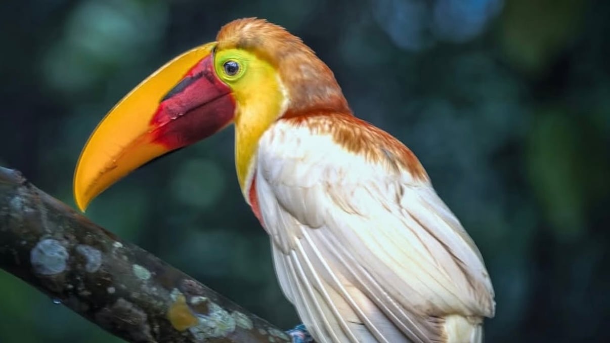 Birdwatching in Costa Rica: Toucans of Arenal and Where to See Them