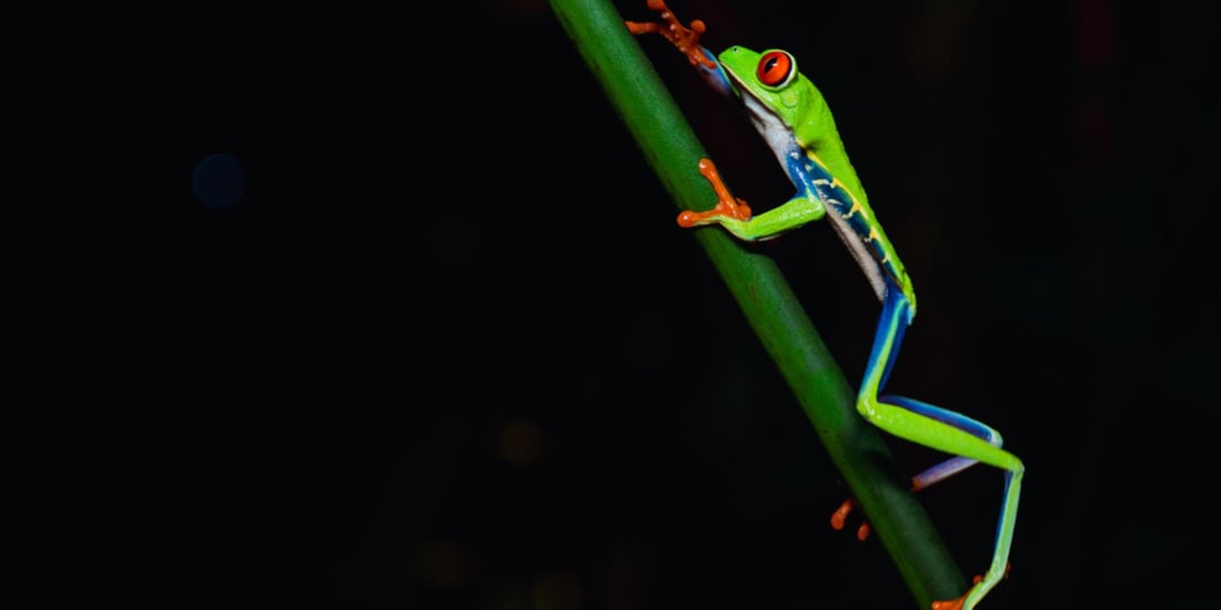 Red-eyed tree frogs, glass frogs