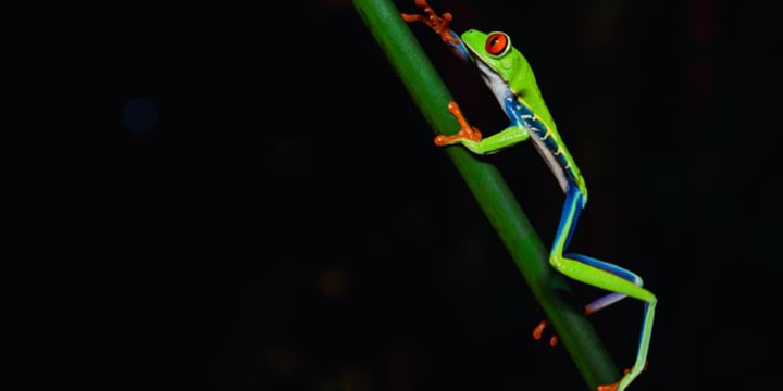 Red-eyed tree frogs, glass frogs