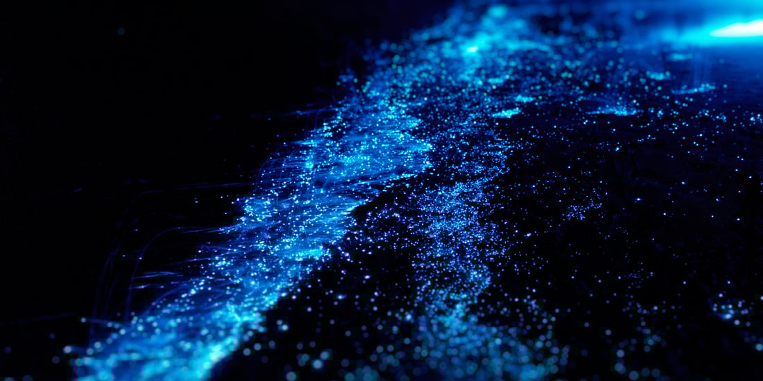 bioluminisent