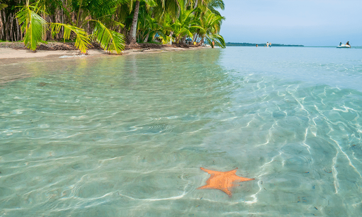 Coral reefs and marine life in the waters of Bocas del Toro, Panama