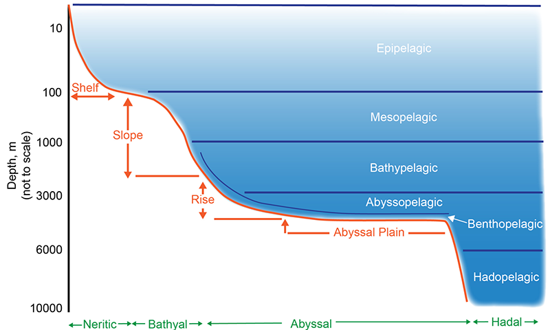 Biodensity, Underwater Mountains, and More  A Different Perspective on Our Ecosystems (3)