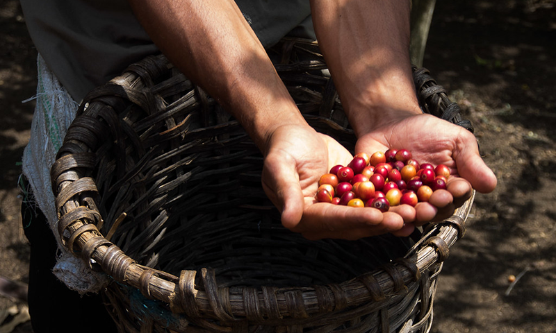 Celebrating World Coffee Day at Nayara Resorts (1)