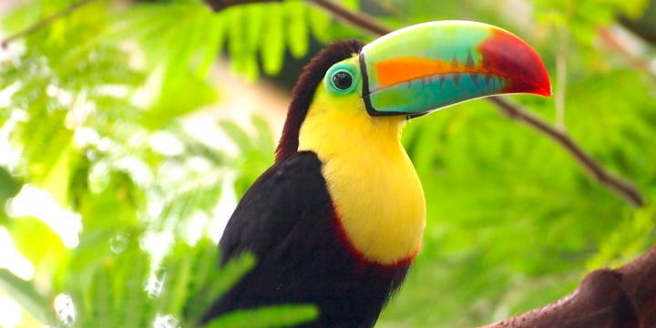 A keel-billed toucan in the Arenal rainforest canopy