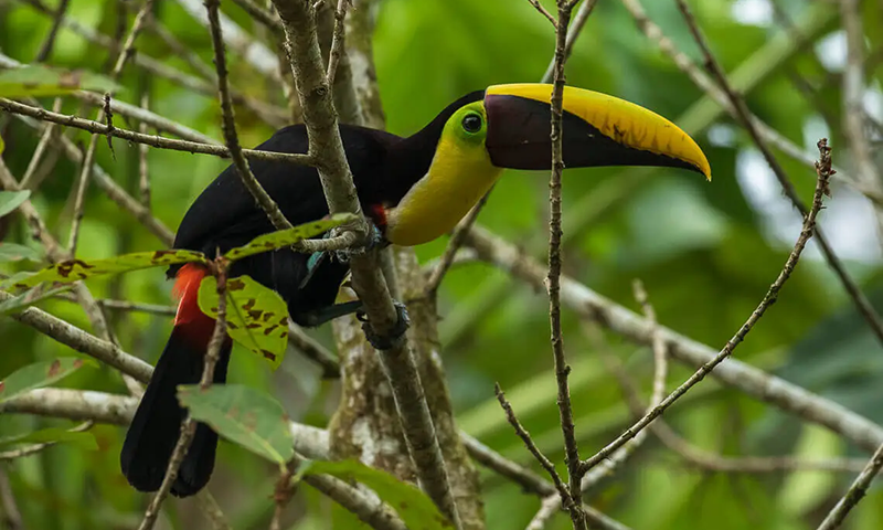 Meeting The Toucans of Arenal Rainforest  Who They Are, and How to See Them (3)