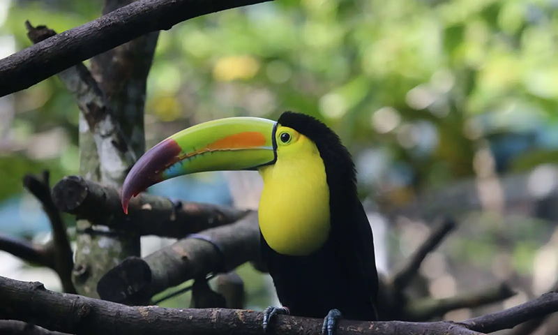 Meeting The Toucans of Arenal Rainforest  Who They Are, and How to See Them (5)