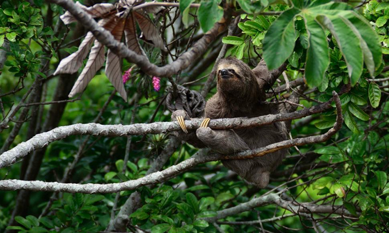 Sloth Spotting, Bioluminescence, Festivals, and Stars  The Year Ahead at Nayara Resorts (4)