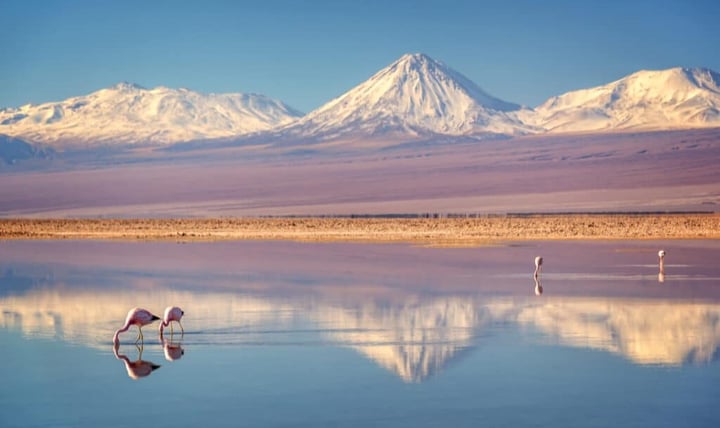 Flamingos feeding in a high-altitude salt lagoon of the Atacama Desert