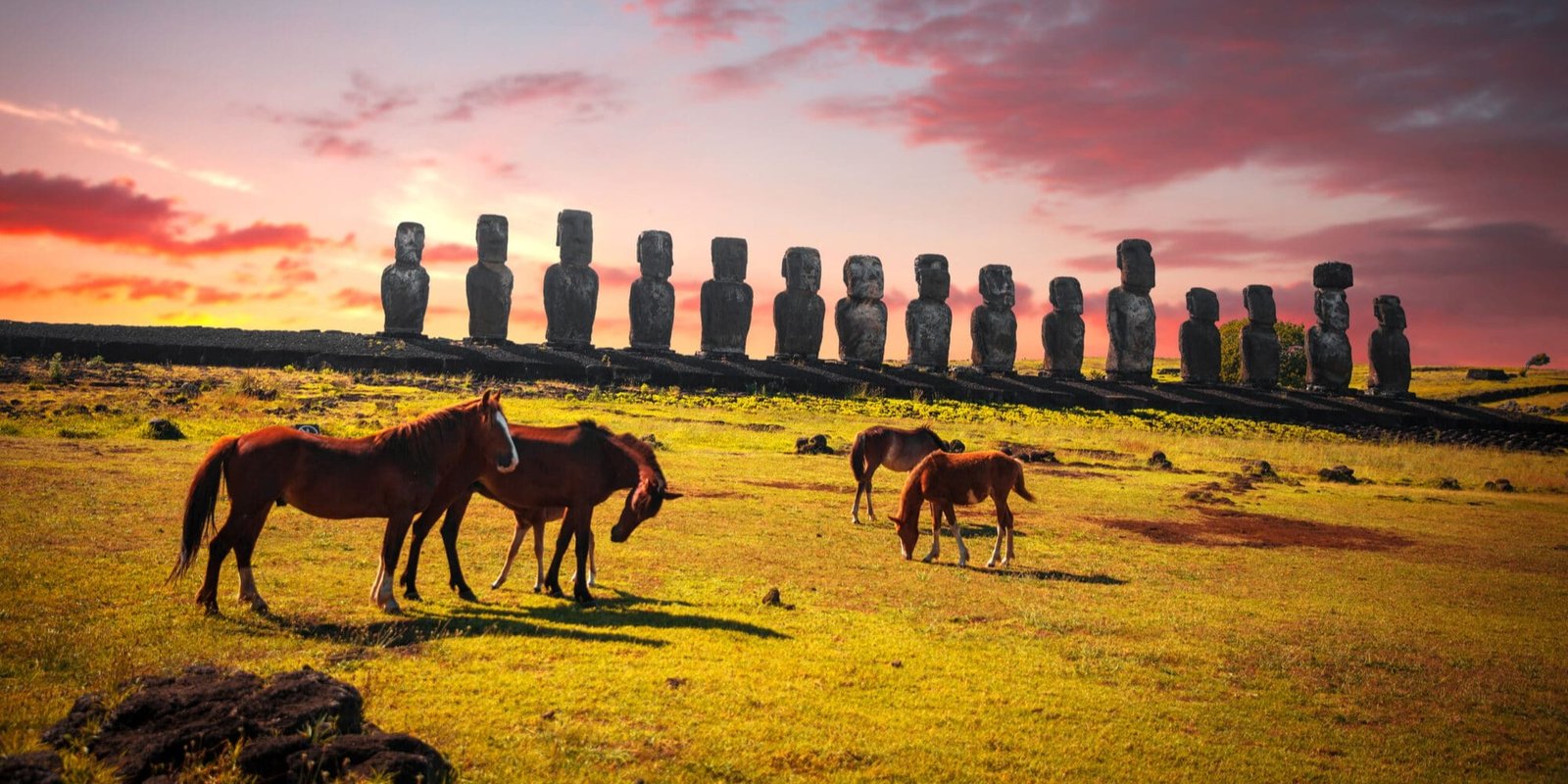 Nayara’s Animal Ambassadors: Wild Horses, Dolphins, Sloths & Llamas