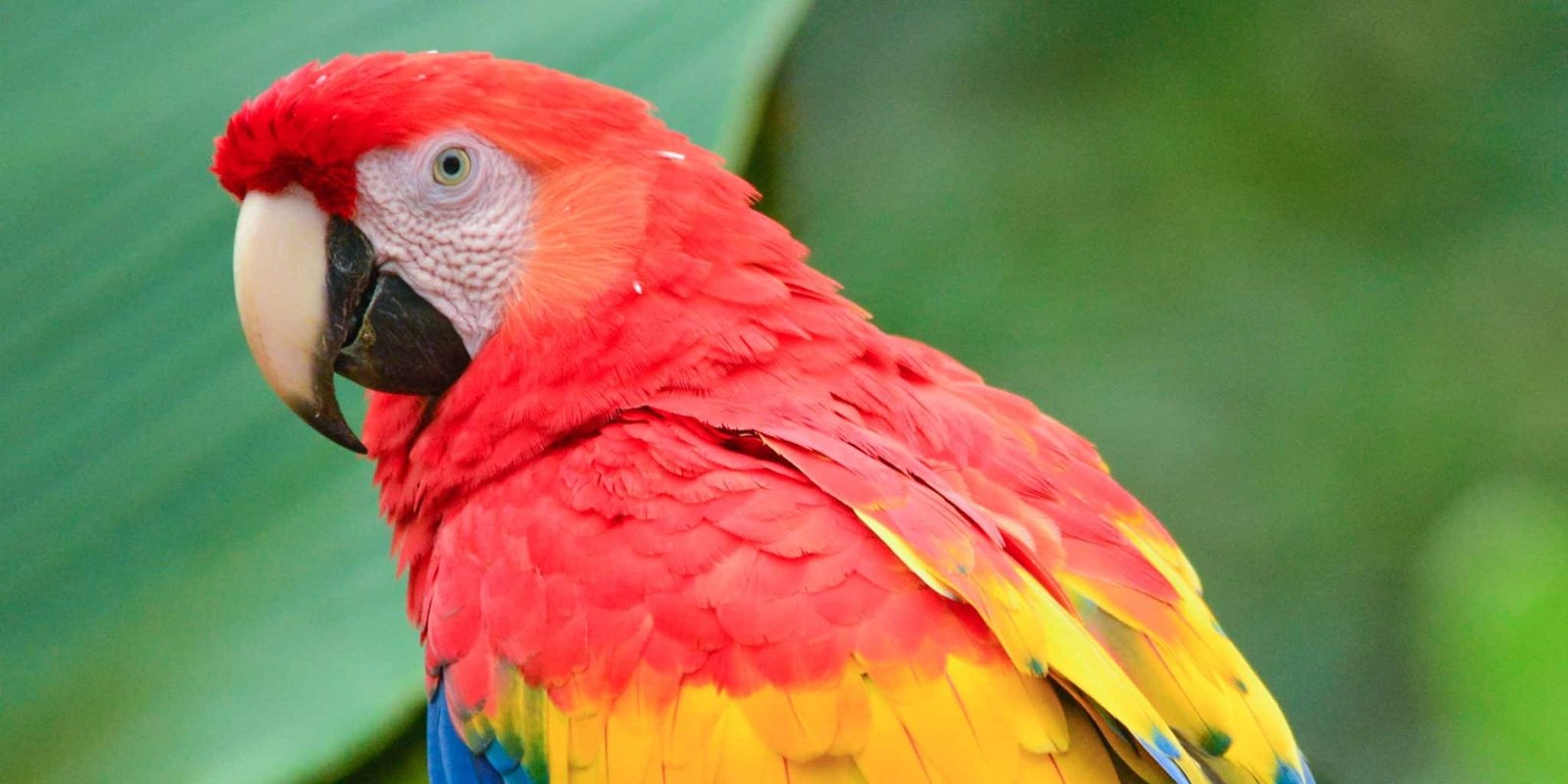 Birdwatching in Costa Rica