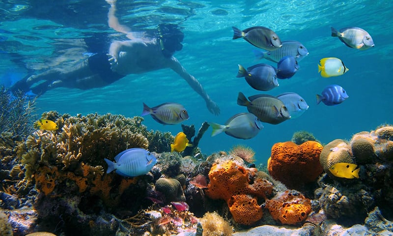 Panama: Bocas del Toro - Aquatic Nature Travel At Its Best! 