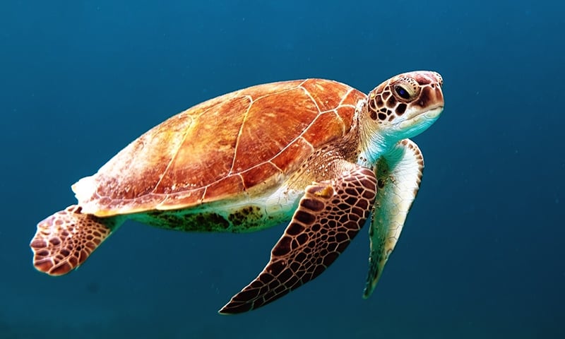 Leatherback Sea Turtle 