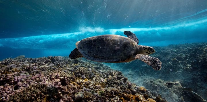 A green sea turtle, or honu, in the protected waters off Rapa Nui