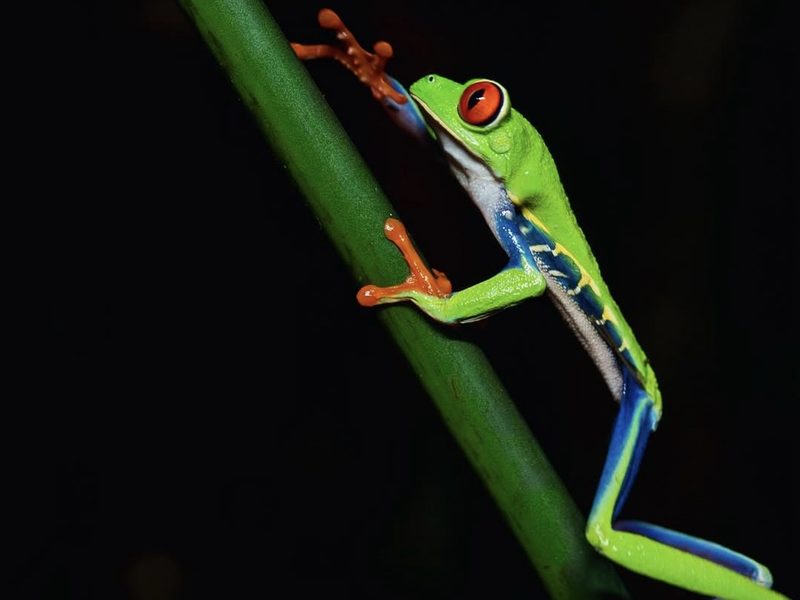 gardens-card-frog