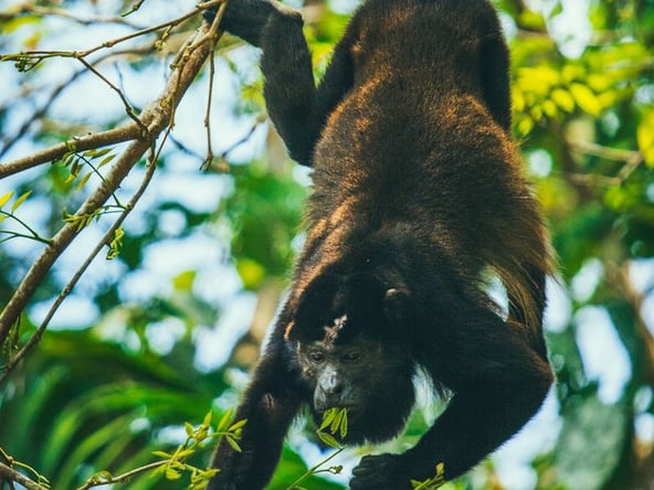 gardens-card-monkey