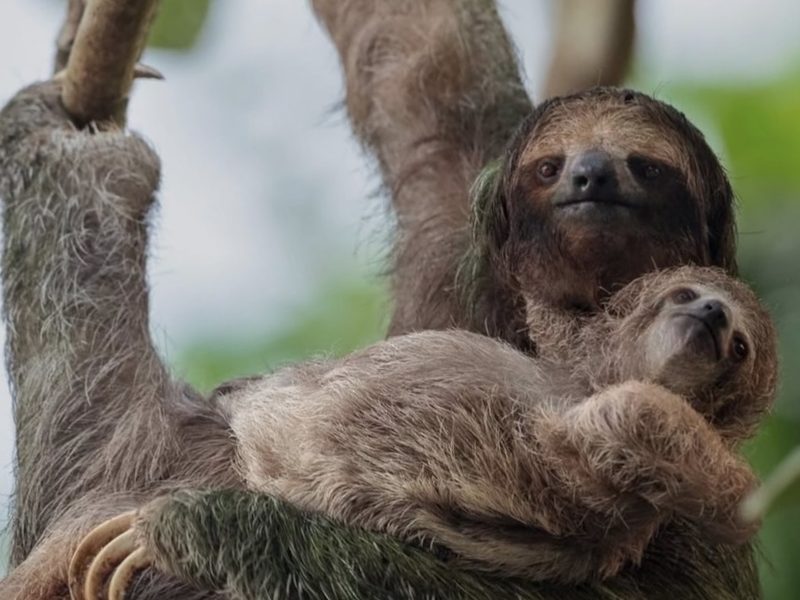 Costa Rica Animals and Wildlife: Sloths, Toucans, and More at Nayara in Arenal