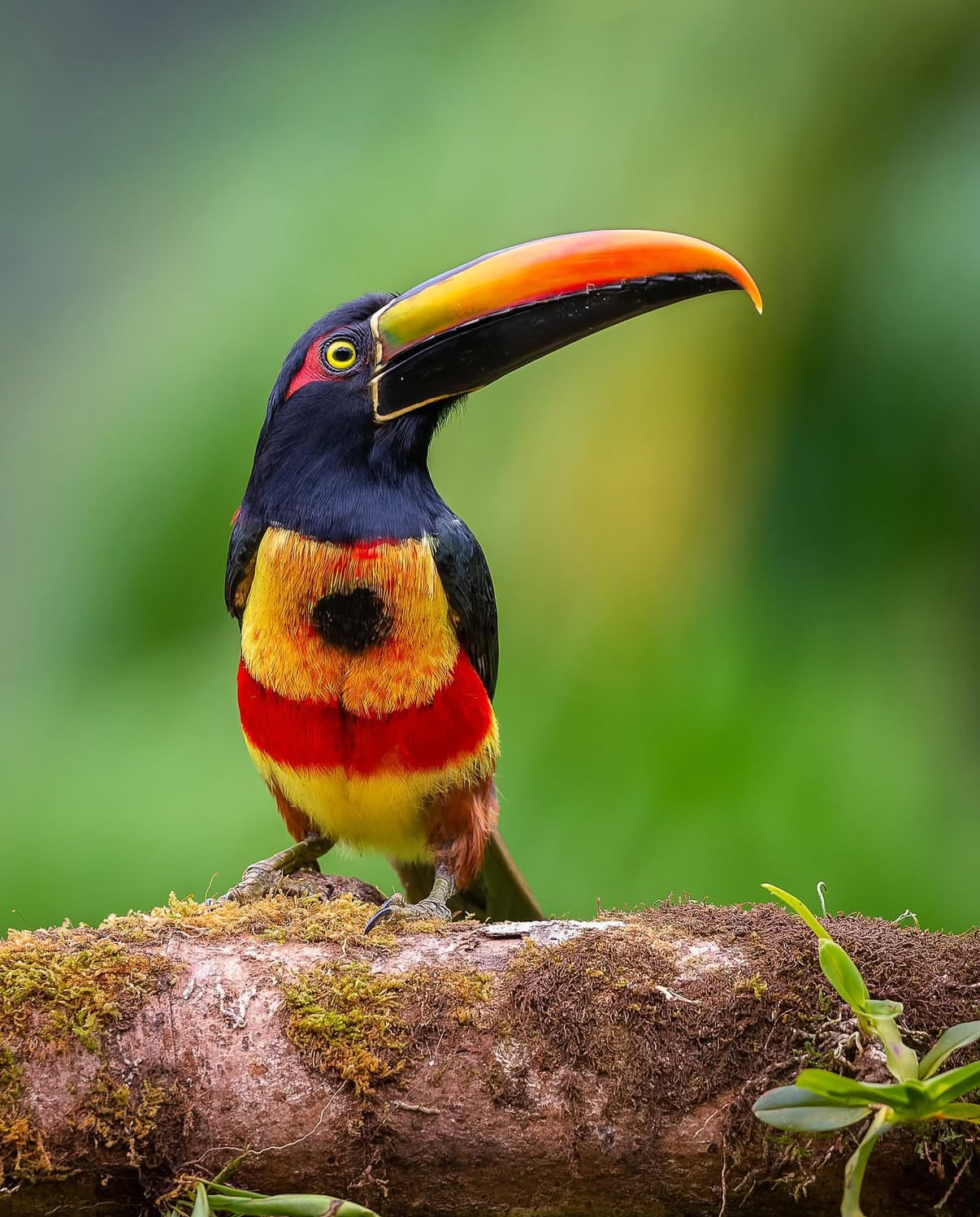 Keel-billed toucan perched in the Arenal rainforest canopy