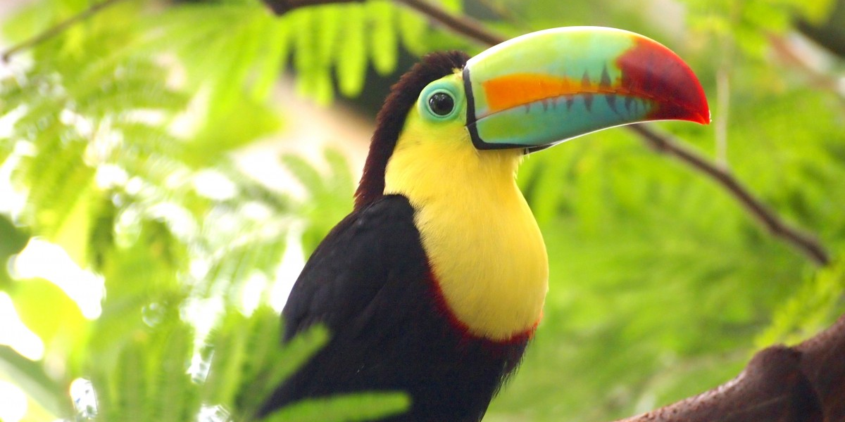 Meeting The Toucans of Arenal Rainforest | Who They Are, and How to See Them!